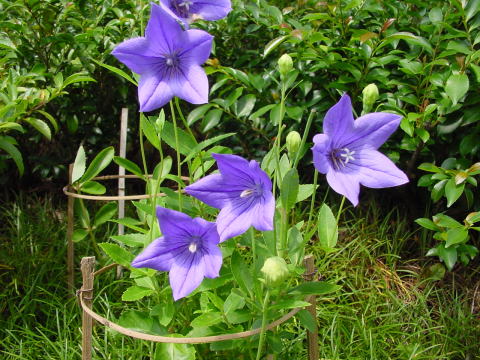 跡見群芳譜(野草譜 キキョウ)